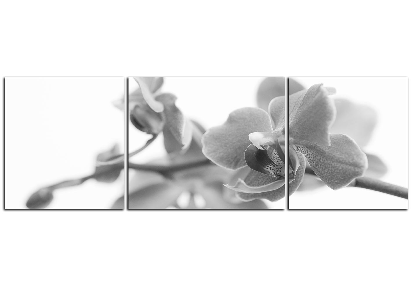Obraz na plátně - Orchidej květ izolována na bílém pozadí - panoráma Obraz na plátně - Orchidej květ izolována na bílém pozadí - panoráma